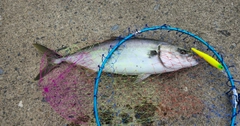 イナダの釣果