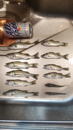 セイゴ（ヒラスズキ）の釣果