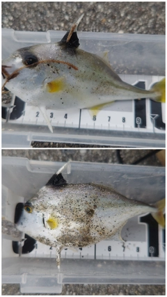 ギマの釣果