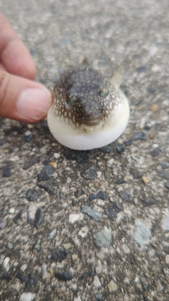 クサフグの釣果