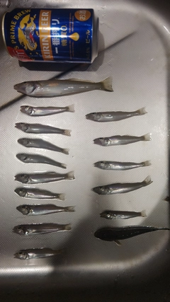 キスの釣果