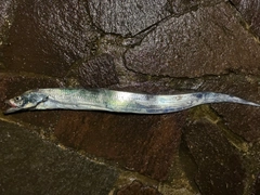 タチウオの釣果