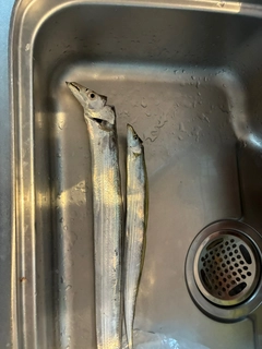 タチウオの釣果