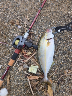 ショゴの釣果