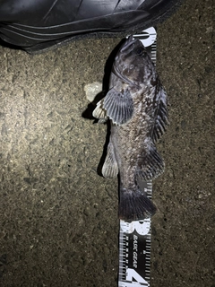 クロソイの釣果