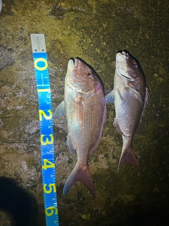 タイの釣果