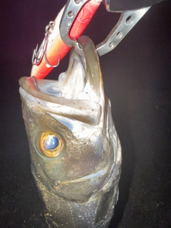 マルスズキの釣果