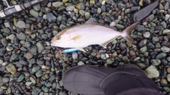 ショゴの釣果