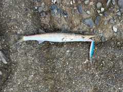 カマスの釣果
