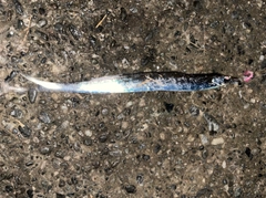 タチウオの釣果