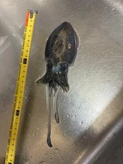 コウイカの釣果
