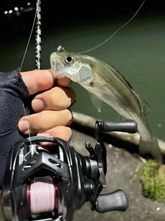 フッコ（タイリクスズキ）の釣果