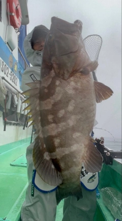 クエの釣果