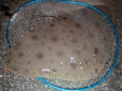 ツバクロエイの釣果