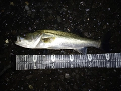 フッコ（マルスズキ）の釣果