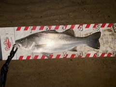 ヒラスズキの釣果