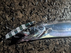 タチウオの釣果