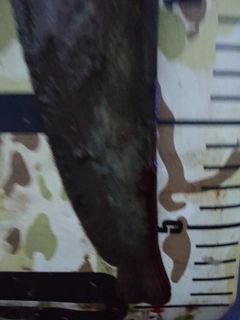 ナマズの釣果