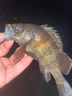 メバルの釣果