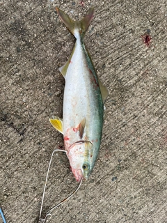 ツバスの釣果