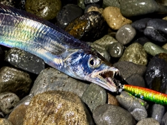 タチウオの釣果