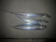 タチウオの釣果
