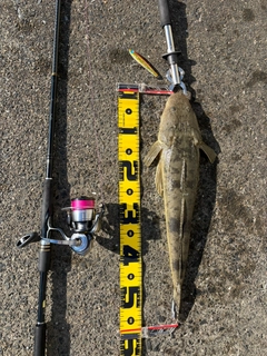 マゴチの釣果