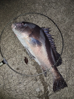 コショウダイの釣果