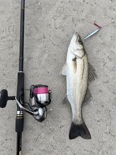 セイゴ（マルスズキ）の釣果