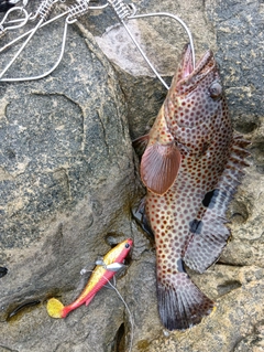 ノミノクチの釣果