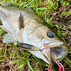 スズキの釣果