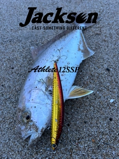 ショゴの釣果