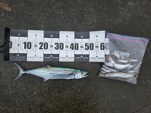 サワラの釣果・釣り情報まとめ【2026年最新】 - アングラーズ | 釣果