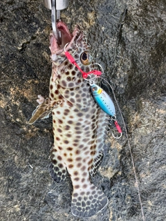 イシミーバイの釣果