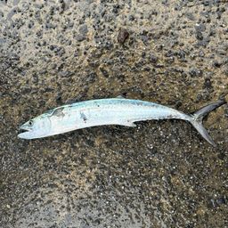 サワラの釣果・釣り情報まとめ【2026年最新】 - アングラーズ | 釣果
