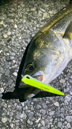 フッコ（マルスズキ）の釣果