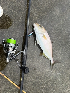 カンパチの釣果