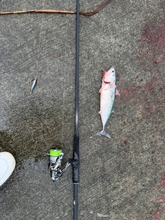 ソウダガツオの釣果