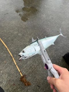 ソウダガツオの釣果