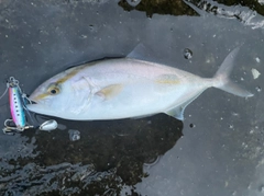 ショゴの釣果
