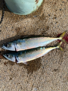 サバの釣果