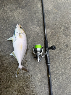 カンパチの釣果