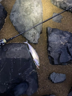 サゴシの釣果