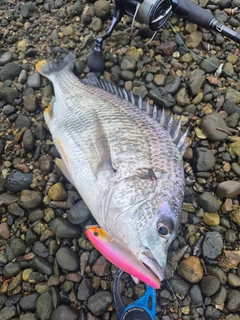 キビレの釣果