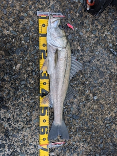 マルスズキの釣果