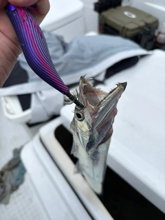 タチウオの釣果