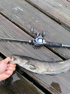 ナマズの釣果