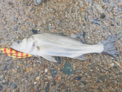 セイゴ（マルスズキ）の釣果