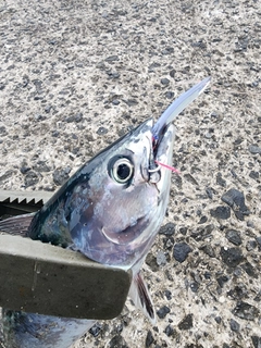 スマガツオの釣果