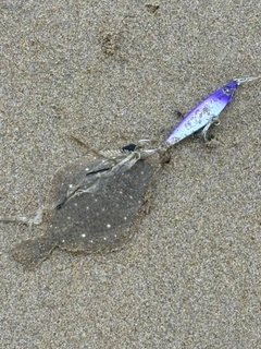 カレイの釣果
